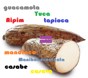 yuca-tapioca-mandioca-casabe-cassava-casava-guacamota