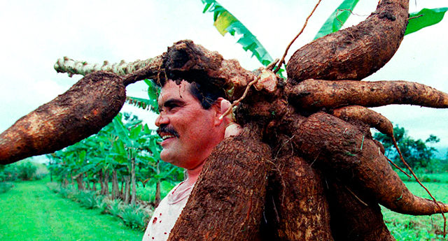 Produccion de yuca en Venezuela